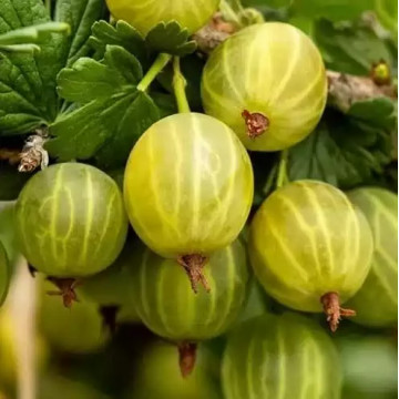 Берил (не колючий)