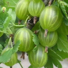 Челябинский зелёный