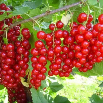 Уральский сувенир