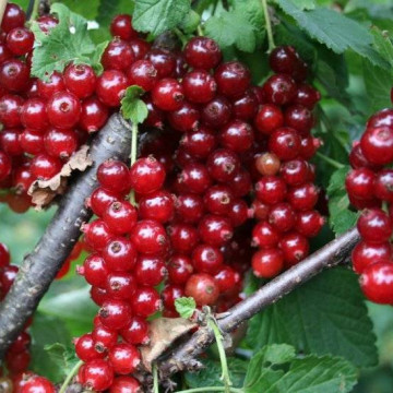 Уральская красавица