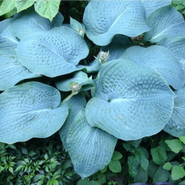 Хоста Blue Mammoth