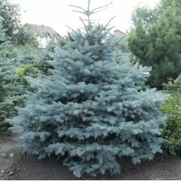 Ель