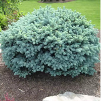 Ель колючая Glauca Globosa