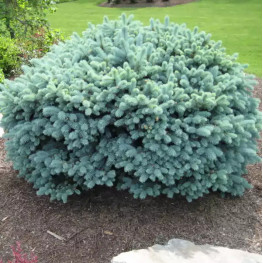 Ель колючая Glauca Globosa