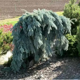 Ель колючая Glauca Pendula