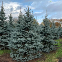 Ель колючая Glauca