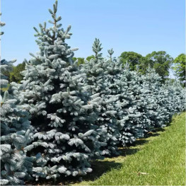 Ель колючая Hoopsii