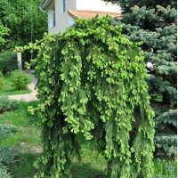 Ель обыкновенная Inversa