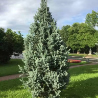 Ель колючая Iseli Fastigiate