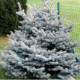 Ель колючая Super Blue Seedling