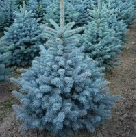 Ель колючая Super Blue