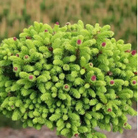 Ель обыкновенная Wild Strawberry