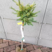Лиственница Hartwig Pine штамб