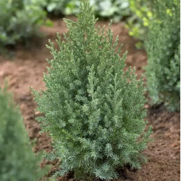 Можжевельник китайский Stricta