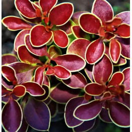 Admiration