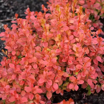 Саженцы - Барбарис "Coral"