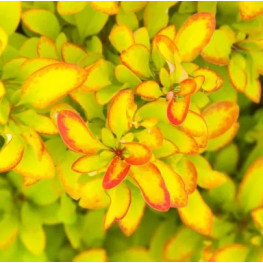 Limoncello BailErin