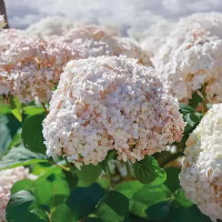 Кандибель Маршмеллоу древовидная