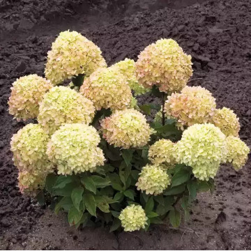 Литл Пассион метельчатая