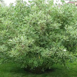 Дёрен белый Sibirica Variegata