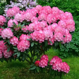 Рододендрон Хельсинский университет