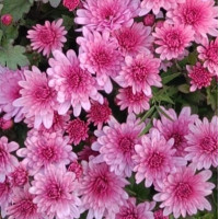 Bransound Pink мультифлора