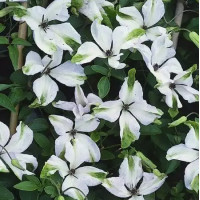 Альба Люксурианс (Alba Luxurians)