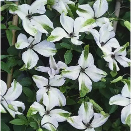 Альба Люксурианс (Alba Luxurians)
