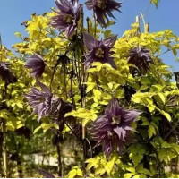 Люминос Даск (Clematis Luminous Dusk)