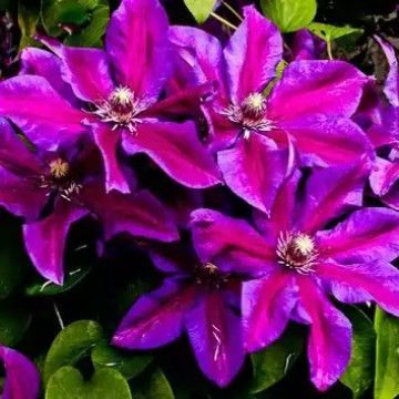 Саженцы - Клематисы "Миссис Томпсон (Clematis Mrs. Thompson)"