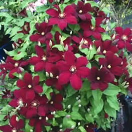 Ниобе (Niobe)