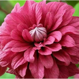 Пурпуреа Плена Элеганс (Clematis Purpurea Plena Elegans) 
