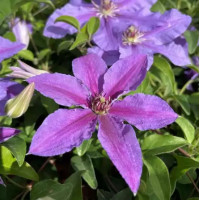 Тумаини (Clematis Tumaini) 