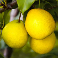 Ларинская