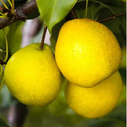 Ларинская