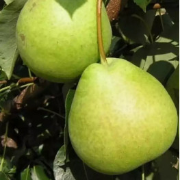 Серёга