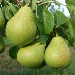 Сомовская