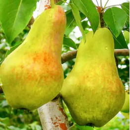 Видная