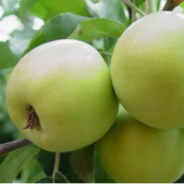 Любава (полукарлик)