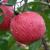 Дочь Радуги (полукарлик)