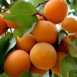 Саянский