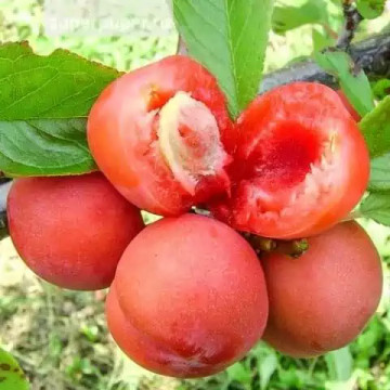 Саженцы - Слива "Чемальская Красномясая"