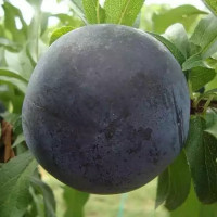 Чёрная крупноплодная