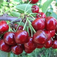 Десерт Морозовой