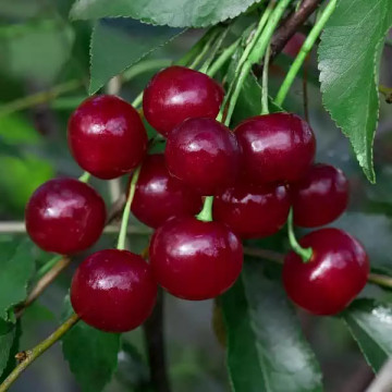 Молодёжная (кустовая)