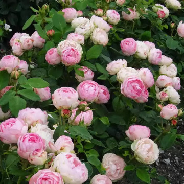 Саженцы - Роза чайно-гибридная "Лавли Рококо (Lovely Rokoko)"