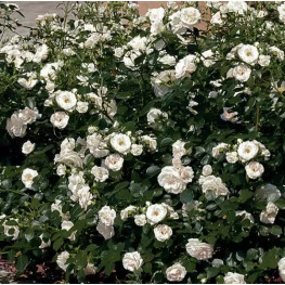 Аспирин (Aspirin Rose)