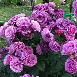 Минерва