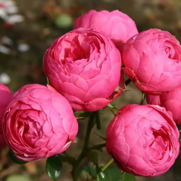 Помпонелла (Pomponella)