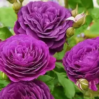 Пурпл Эден (Purple Eden)